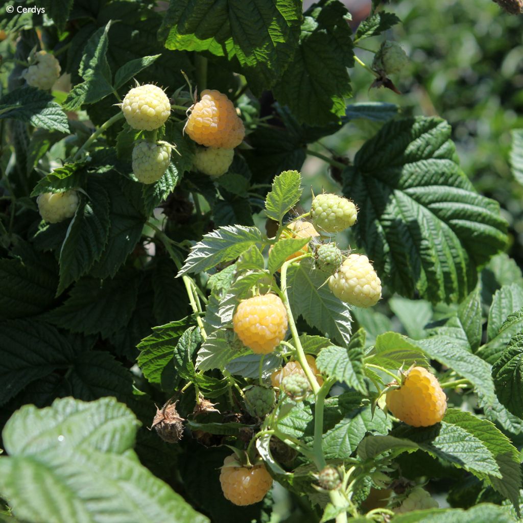 Lampone Schlaraffia Golddigger