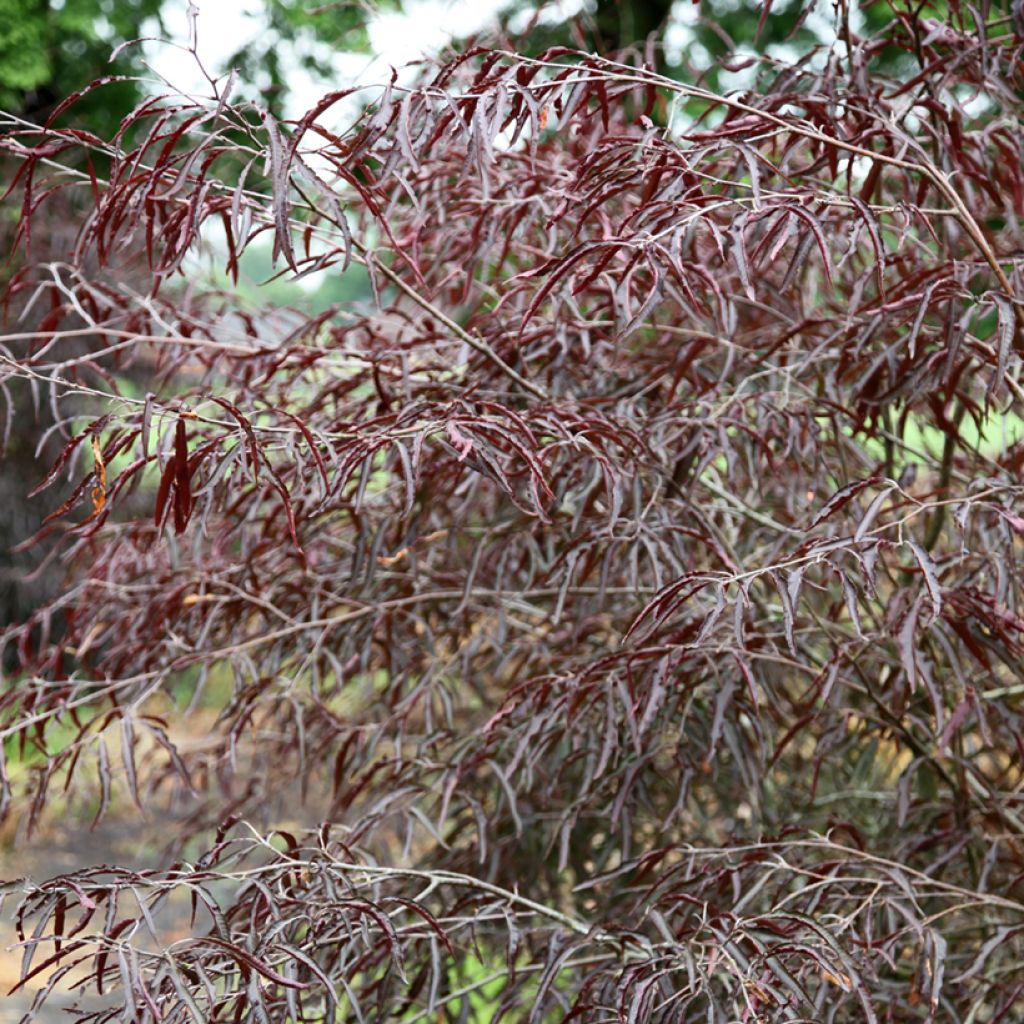 Fagus sylvatica Ansorgei - Faggio