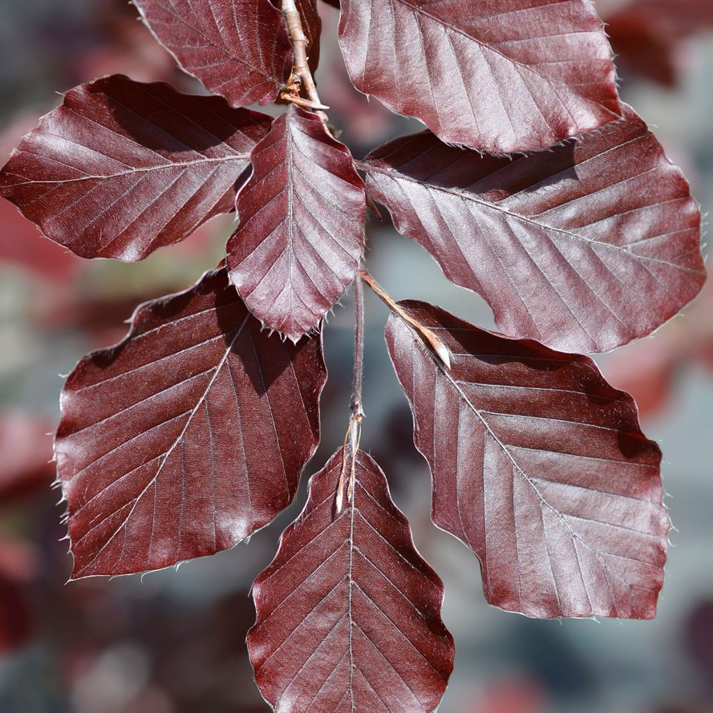 Fagus sylvatica Dawyck Purple - Faggio fastigiato