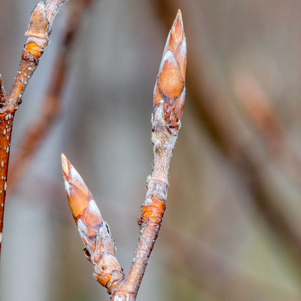 Fagus sylvatica Dawyck Purple - Faggio fastigiato