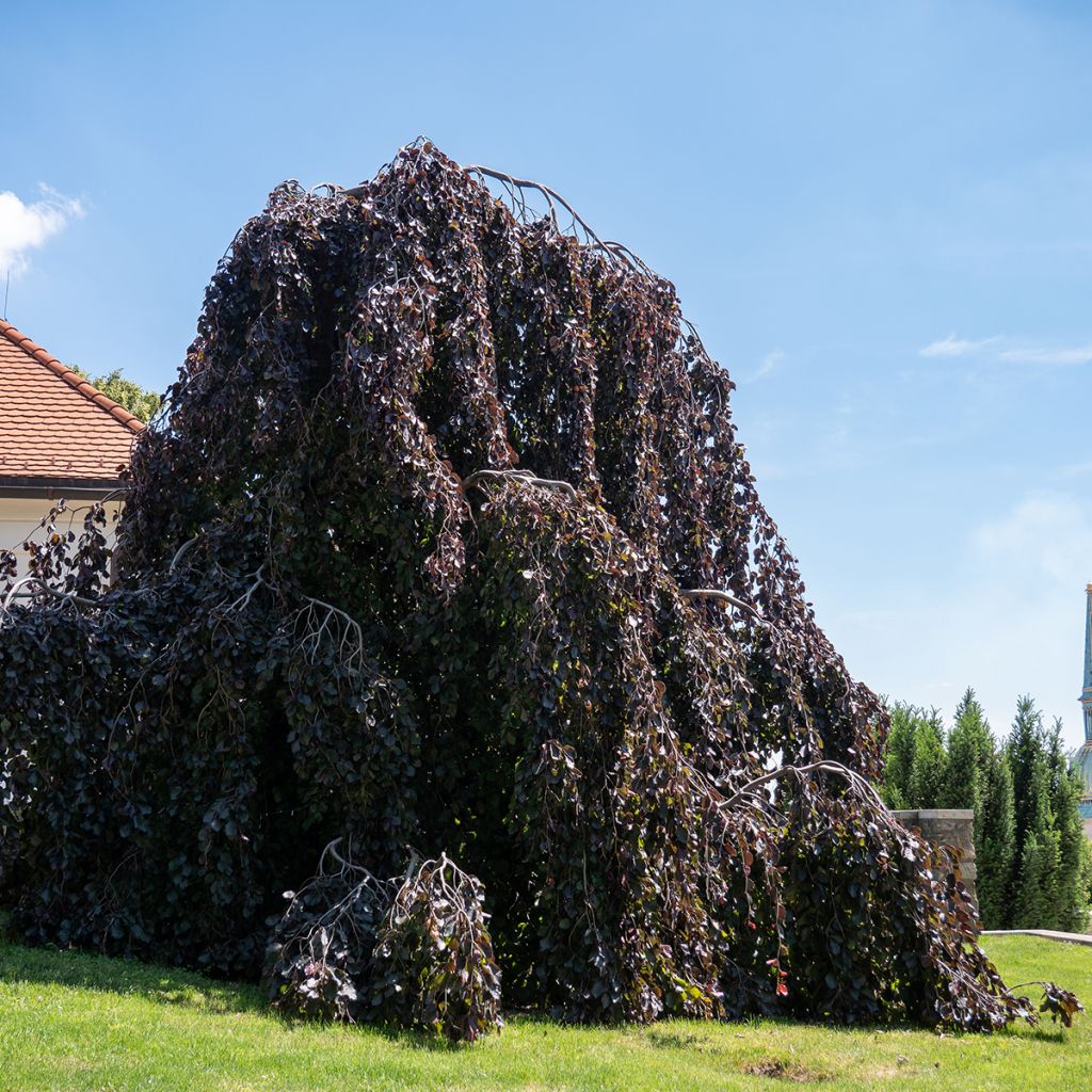Fagus sylvatica Purple Fountain - Faggio