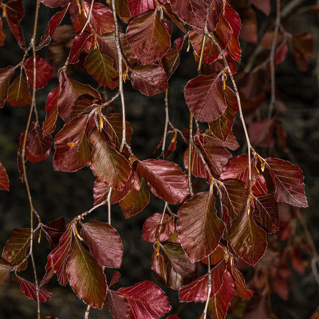 Fagus sylvatica Purple Fountain - Faggio
