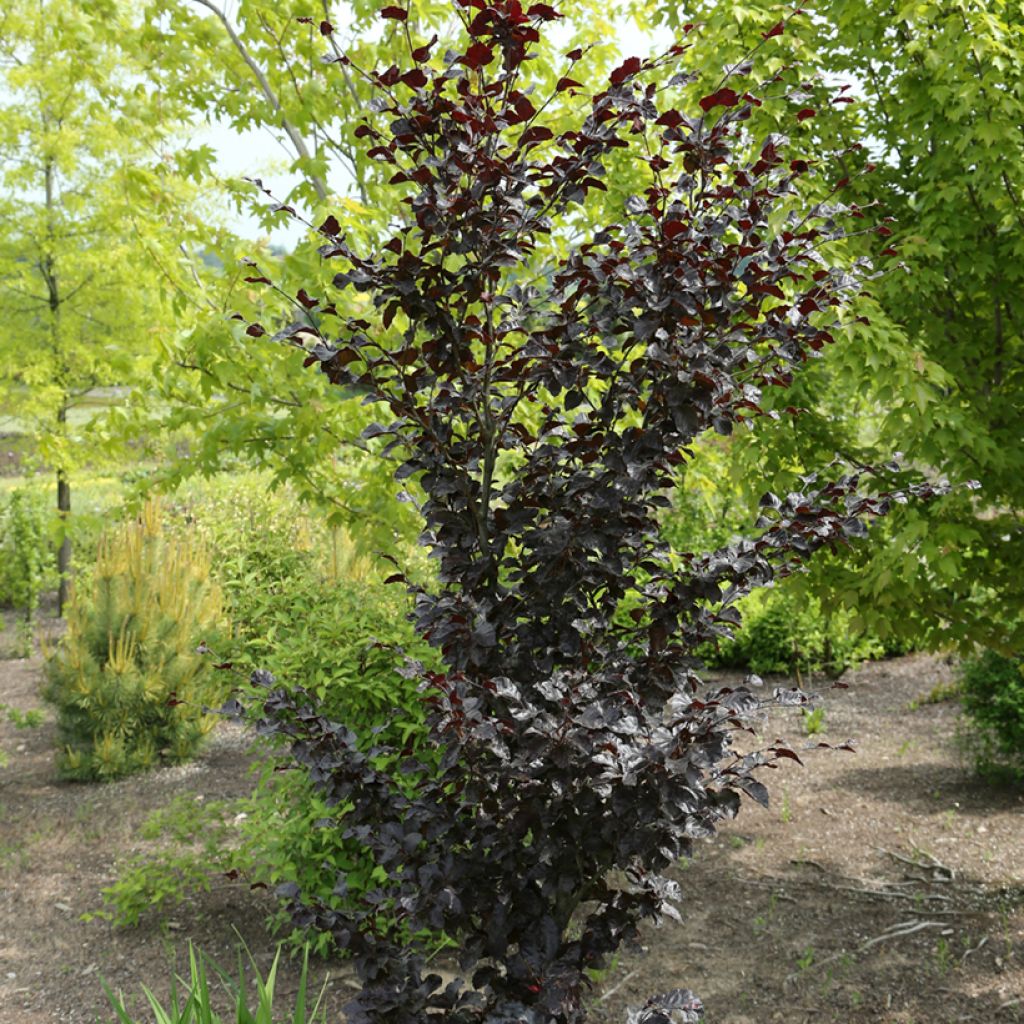 Fagus sylvatica Purpurea Nana - Faggio ramato nano