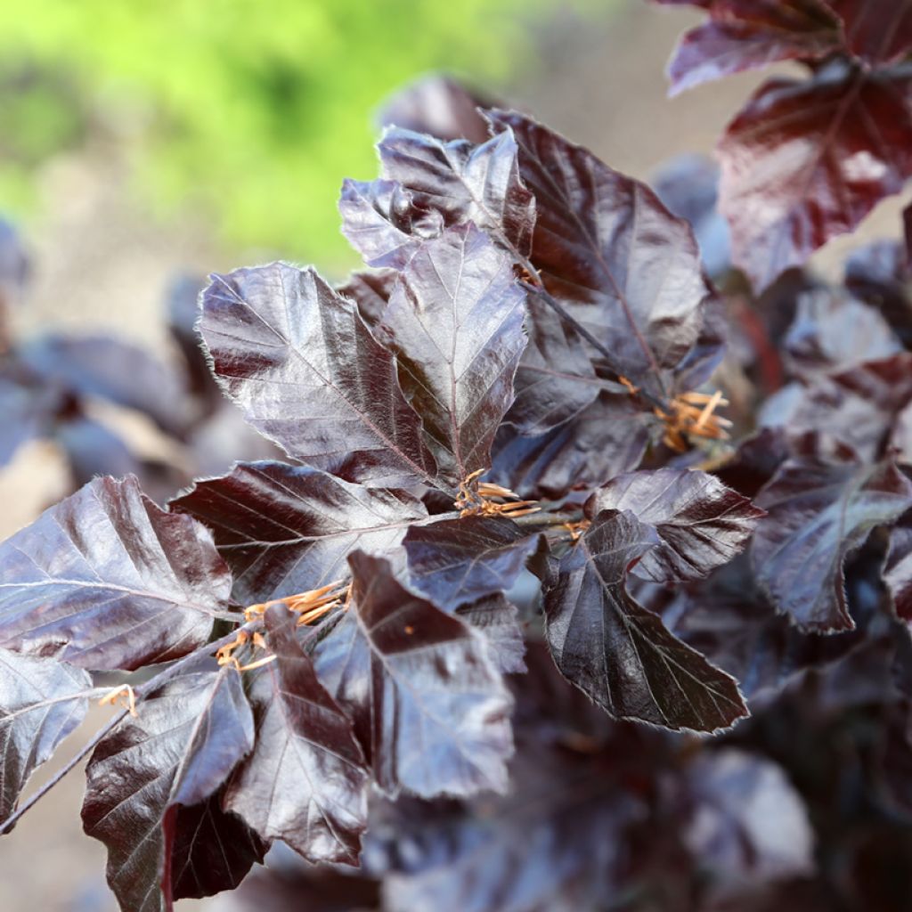 Fagus sylvatica Purpurea Nana - Faggio ramato nano
