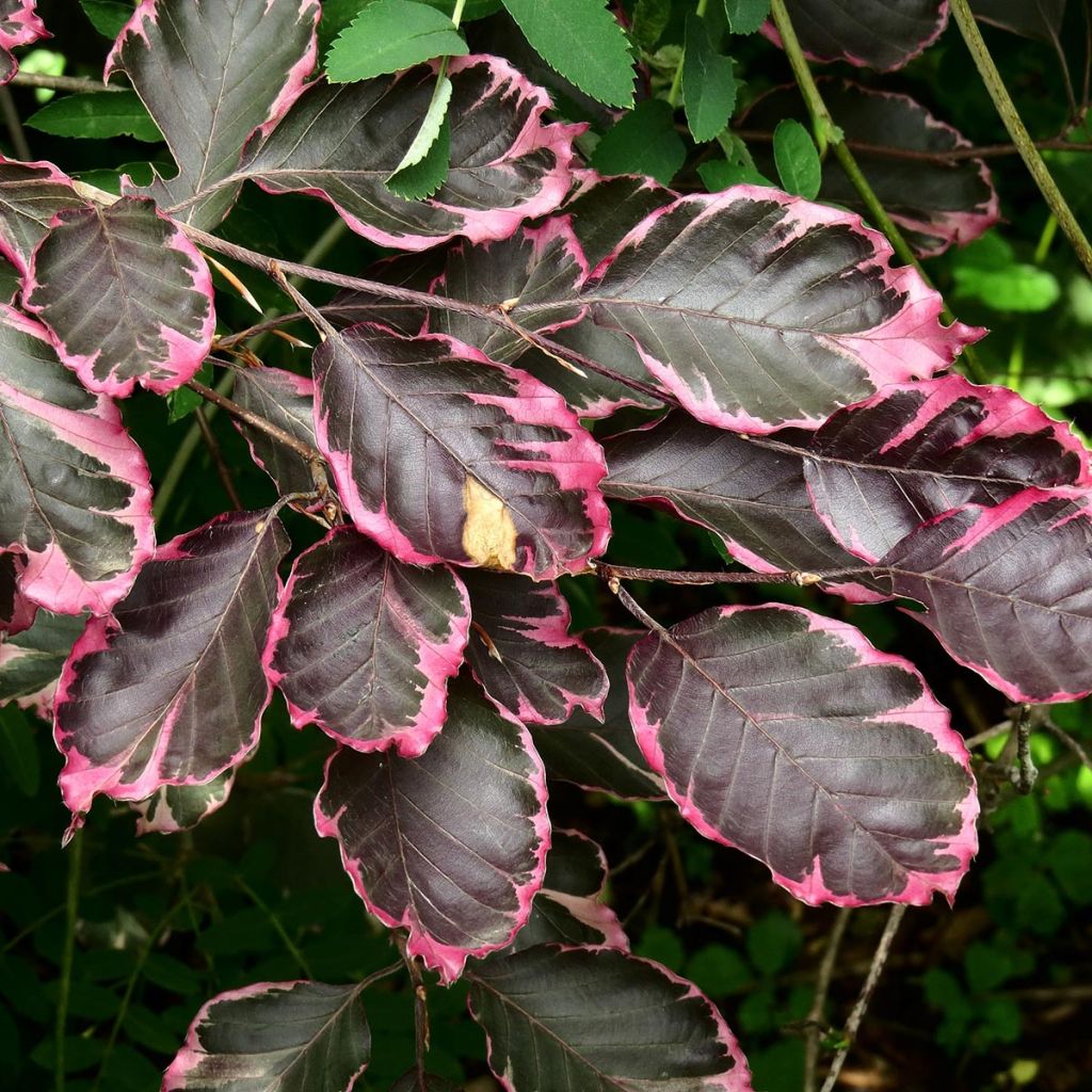Fagus sylvatica Purpurea Tricolor - Faggio tricolore