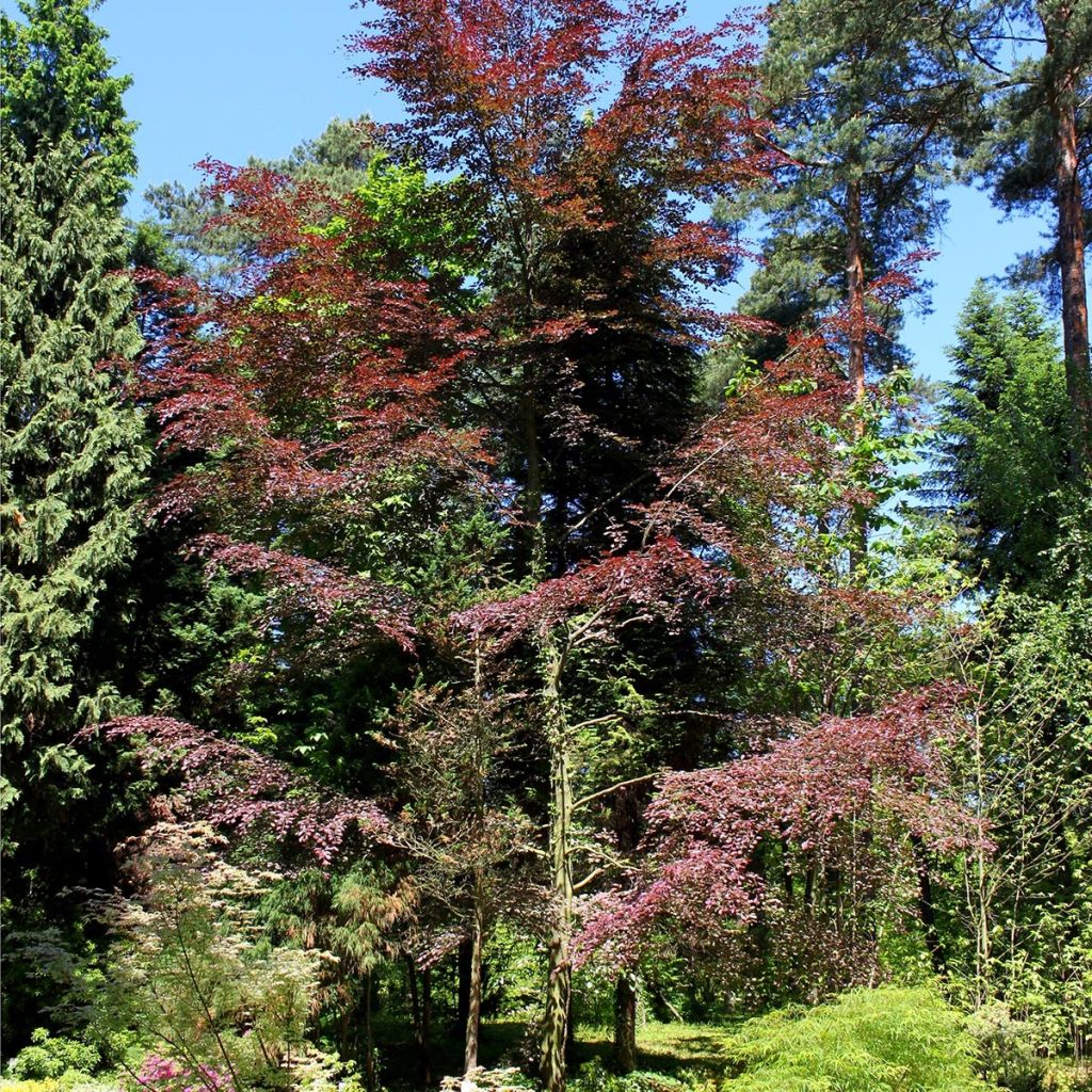 Fagus sylvatica Purpurea Tricolor - Faggio tricolore