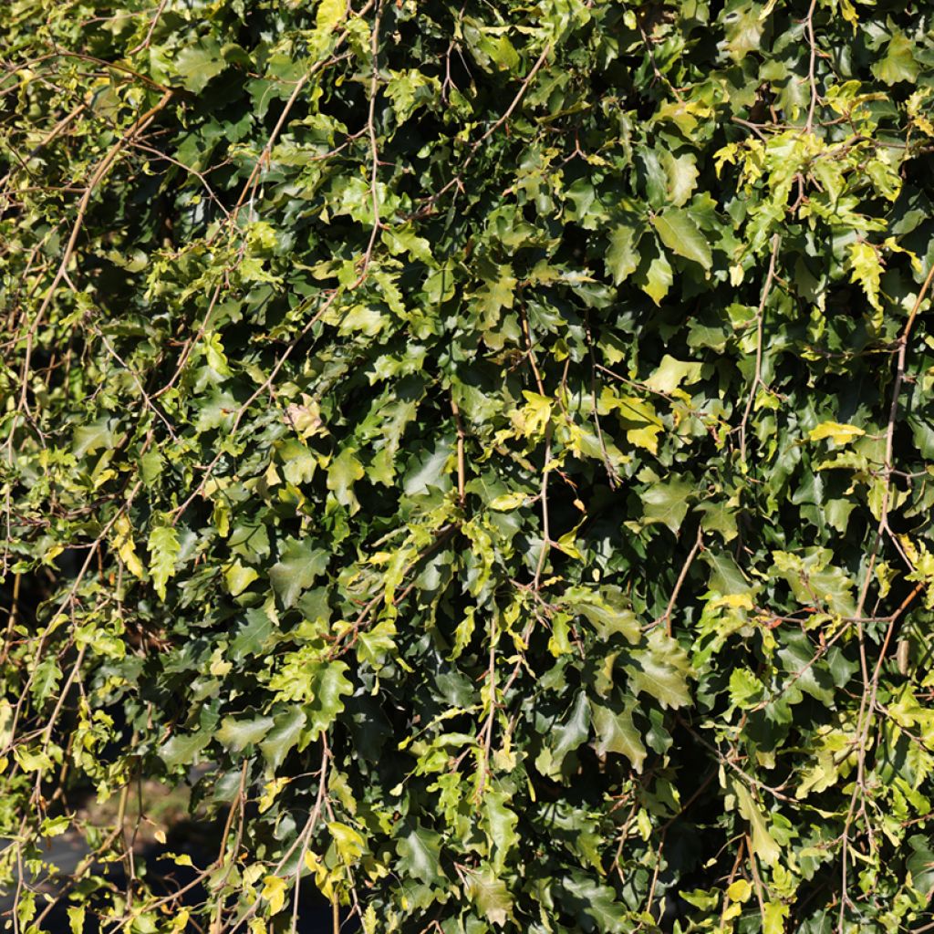 Fagus sylvatica Rohan Green Weeping - Faggio