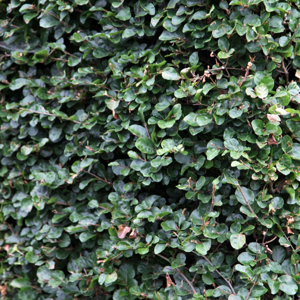 Fagus sylvatica Rotundifolia - Faggio