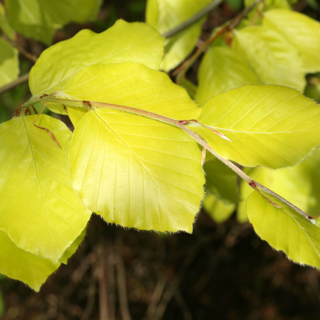 Fagus sylvatica Zlatia - Faggio dorato