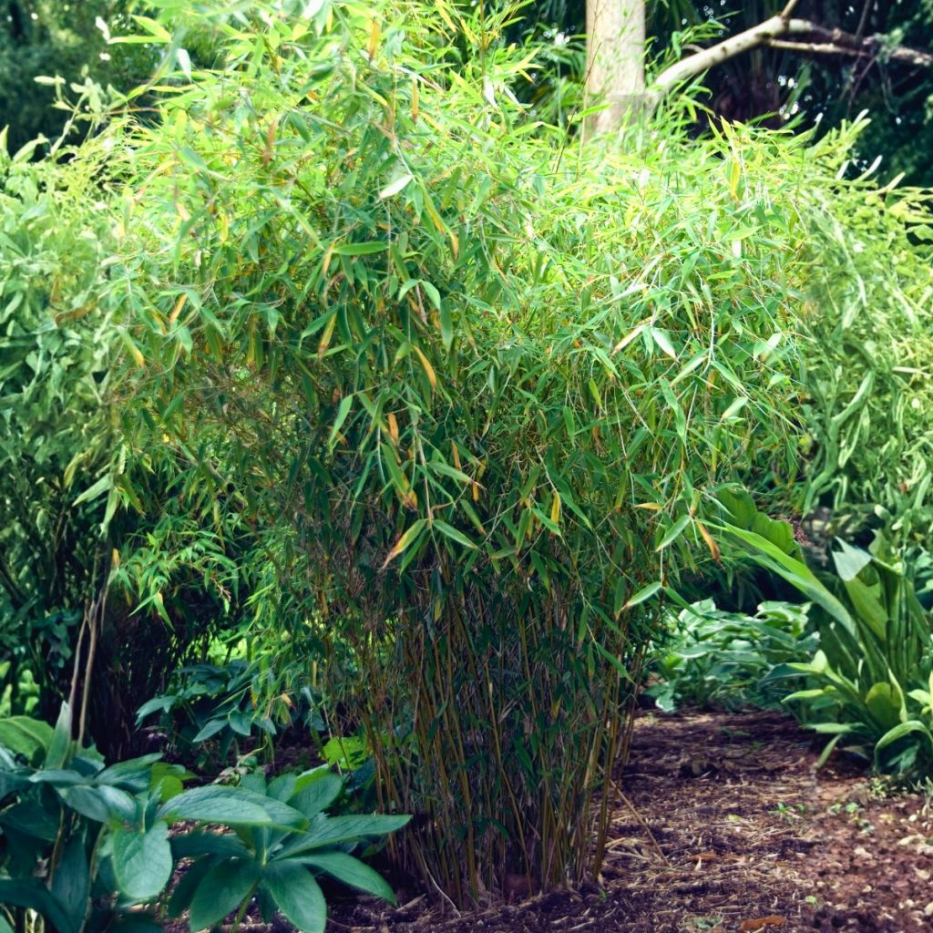 Fargesia murielae Simba