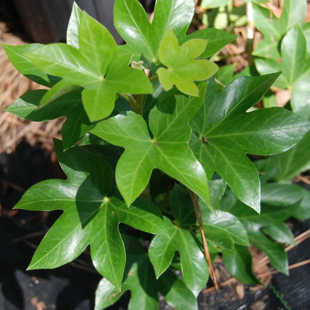 Fatshedera lizei 