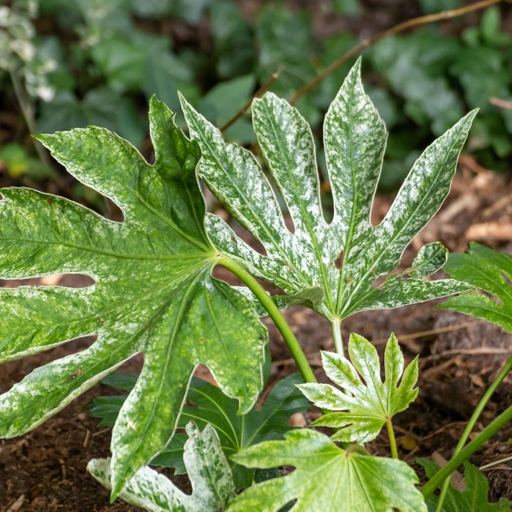 Fatsia japonica Spider's Web