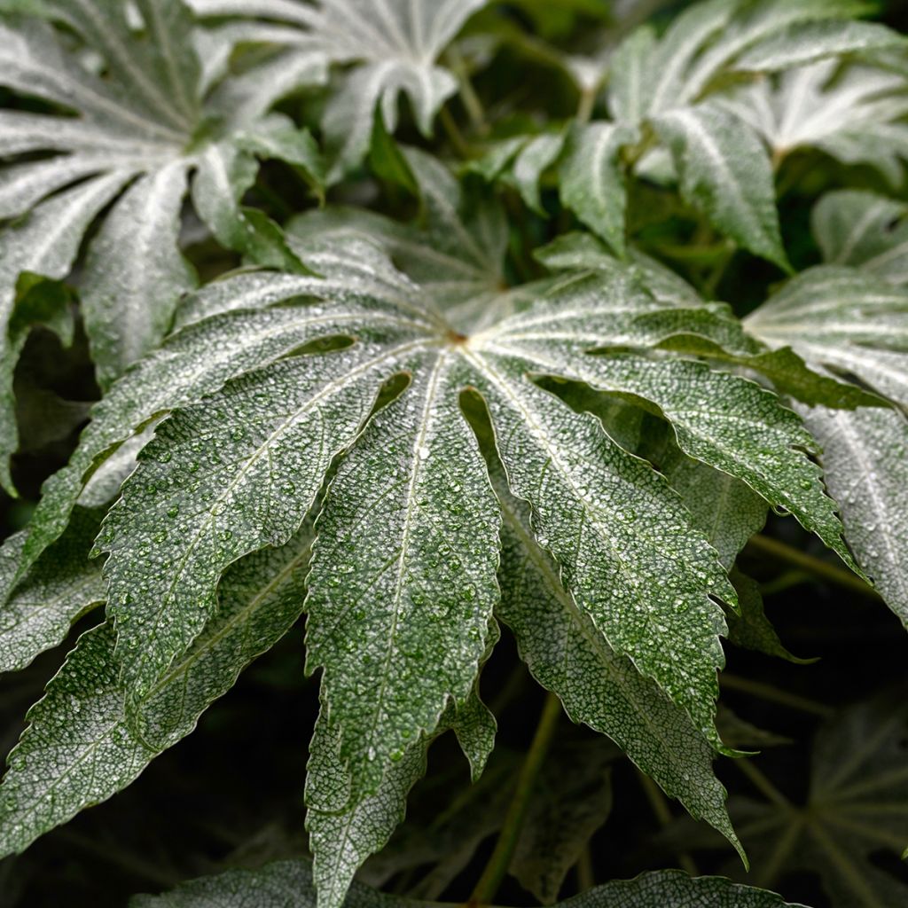 Fatsia japonica Spider's Web