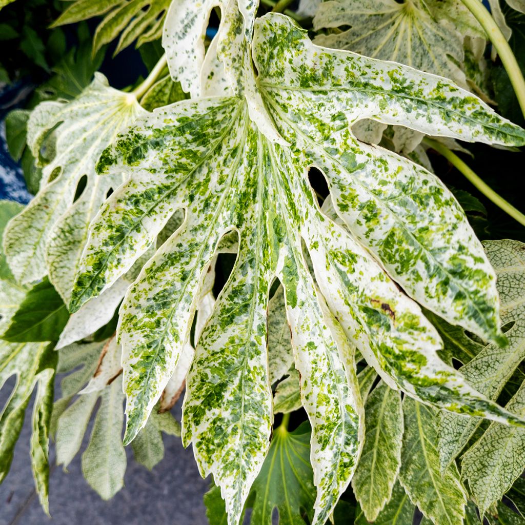 Fatsia japonica Spider's Web