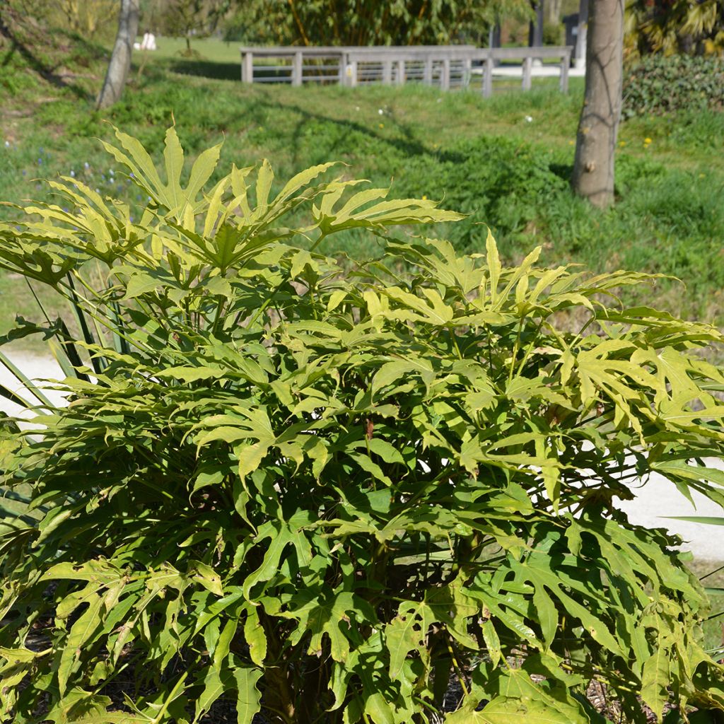 Fatsia polycarpa Green Fingers
