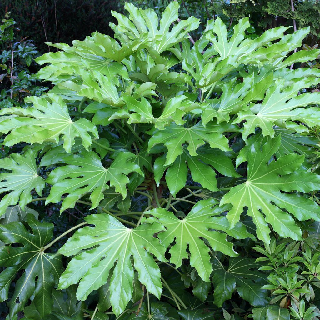 Fatsia japonica - Aralia giapponese