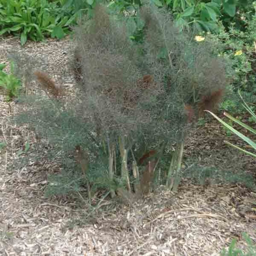 Finocchio Purpureum