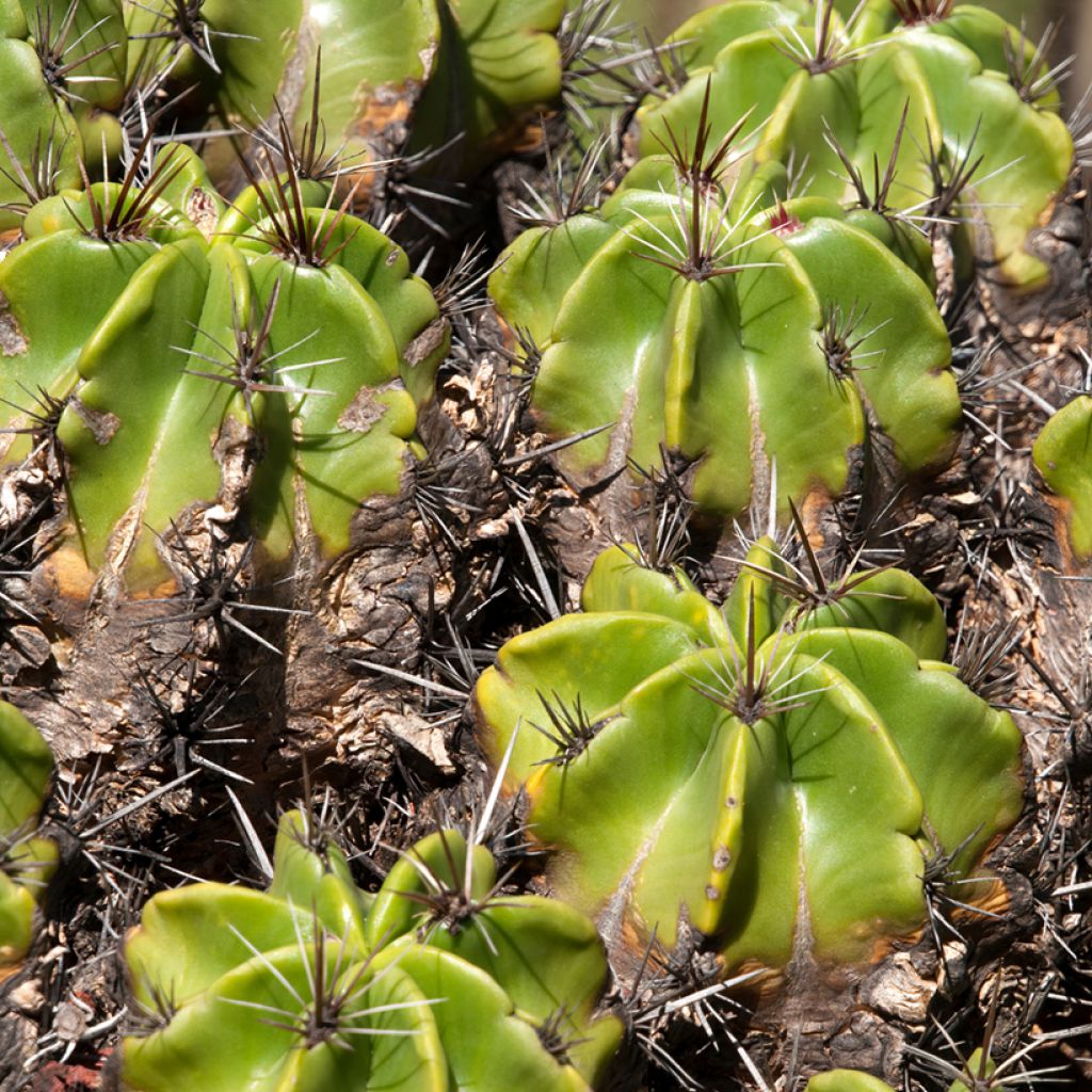 Ferocactus robustus