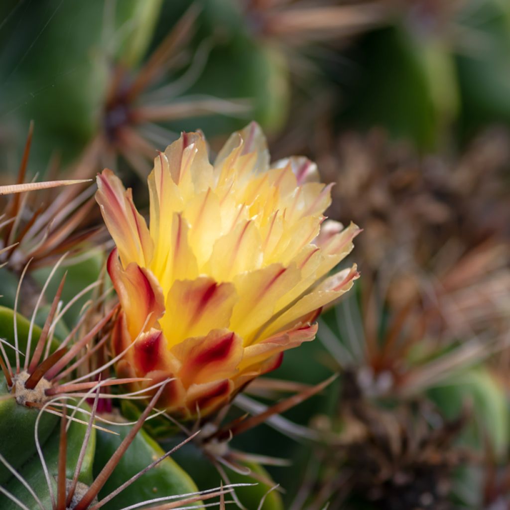 Ferocactus robustus