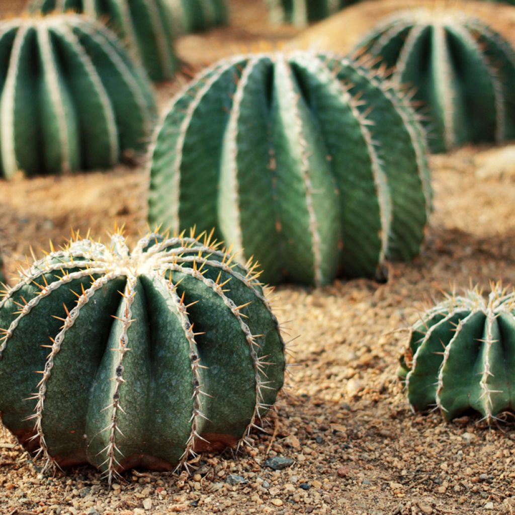 Ferocactus schwarzii