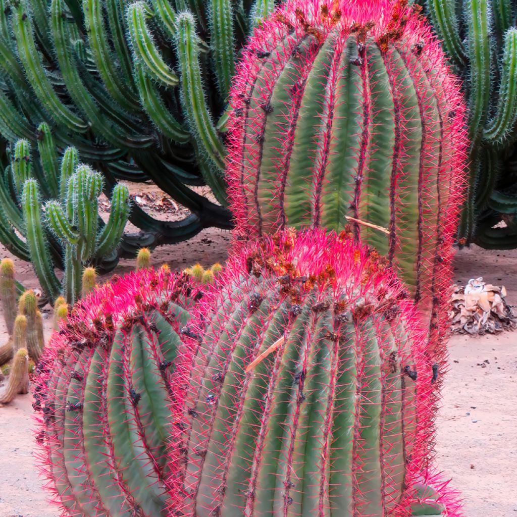 Ferocactus stainesii
