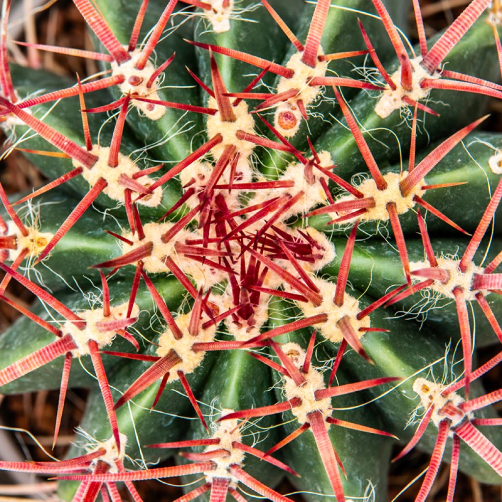 Ferocactus stainesii