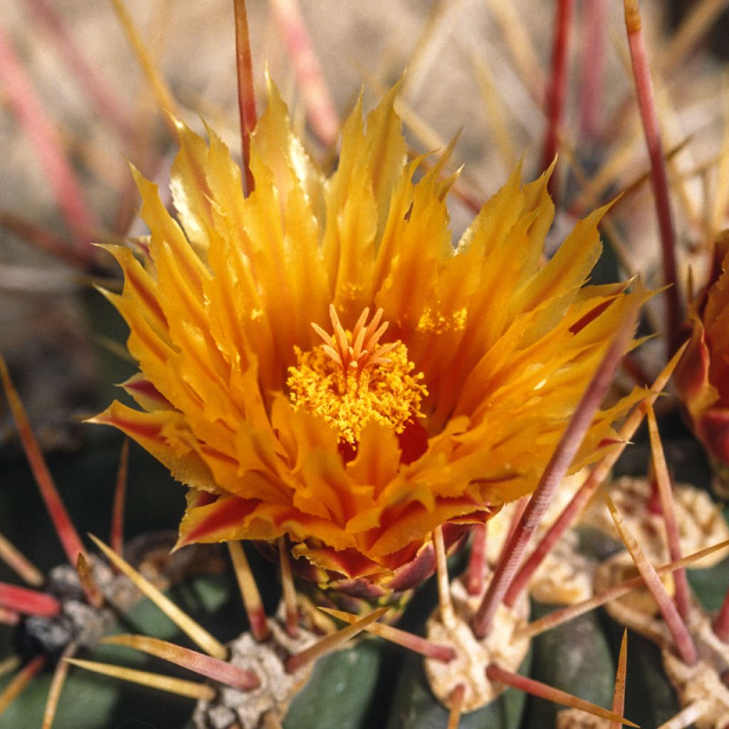Ferocactus stainesii