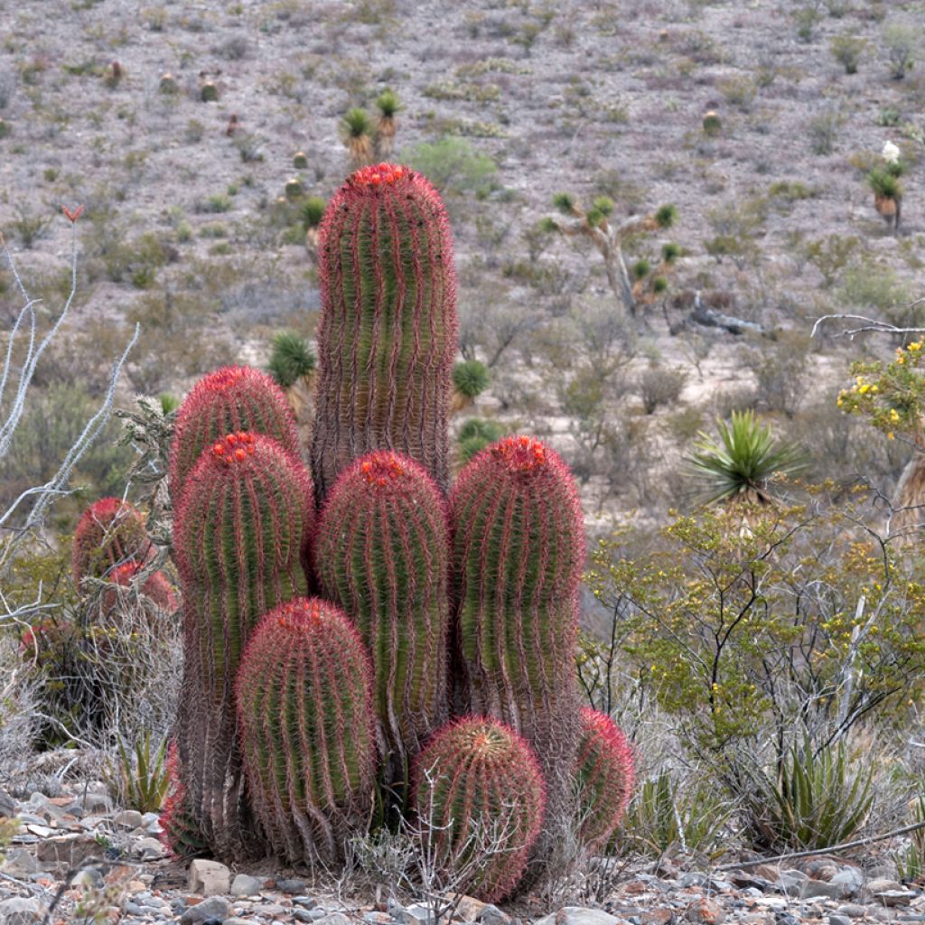 Ferocactus stainesii