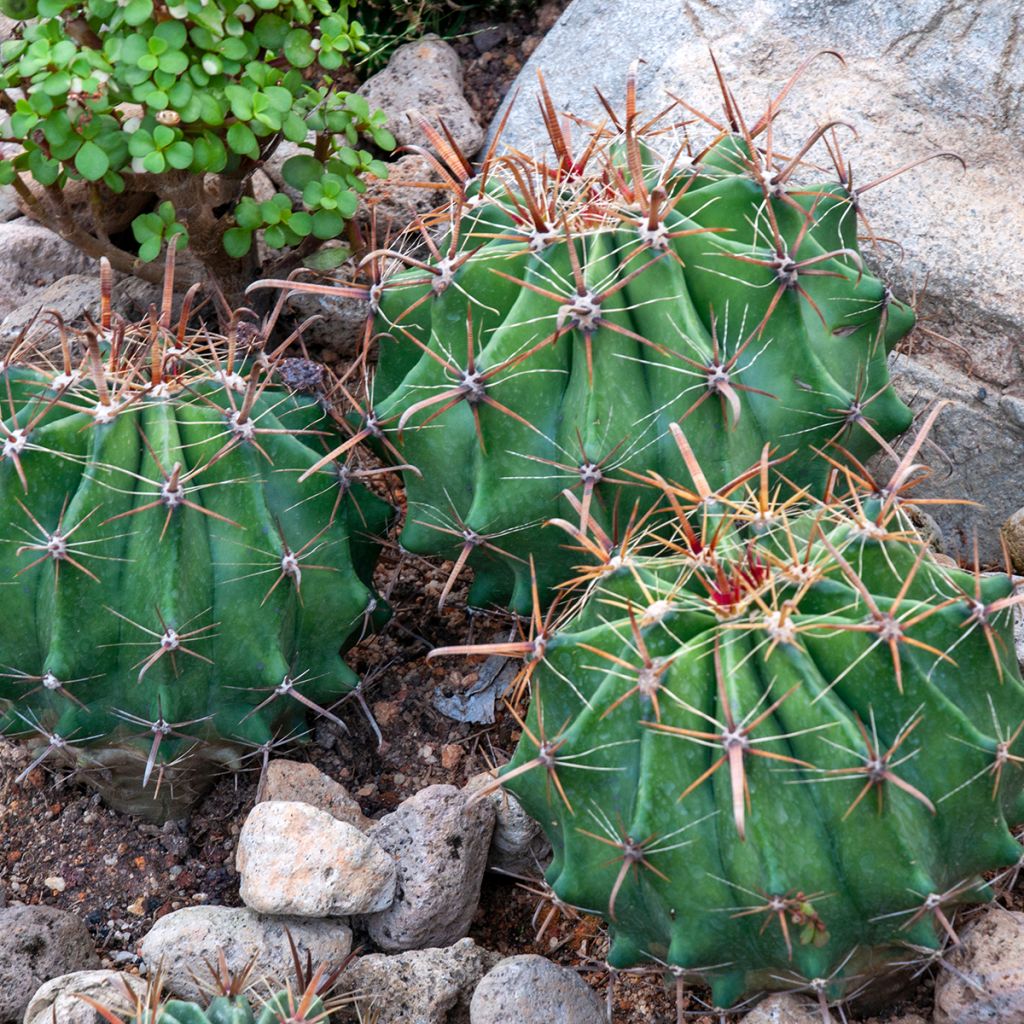Ferocactus latispinus