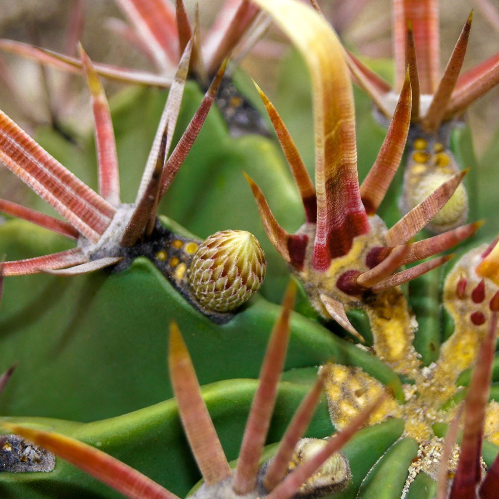 Ferocactus latispinus