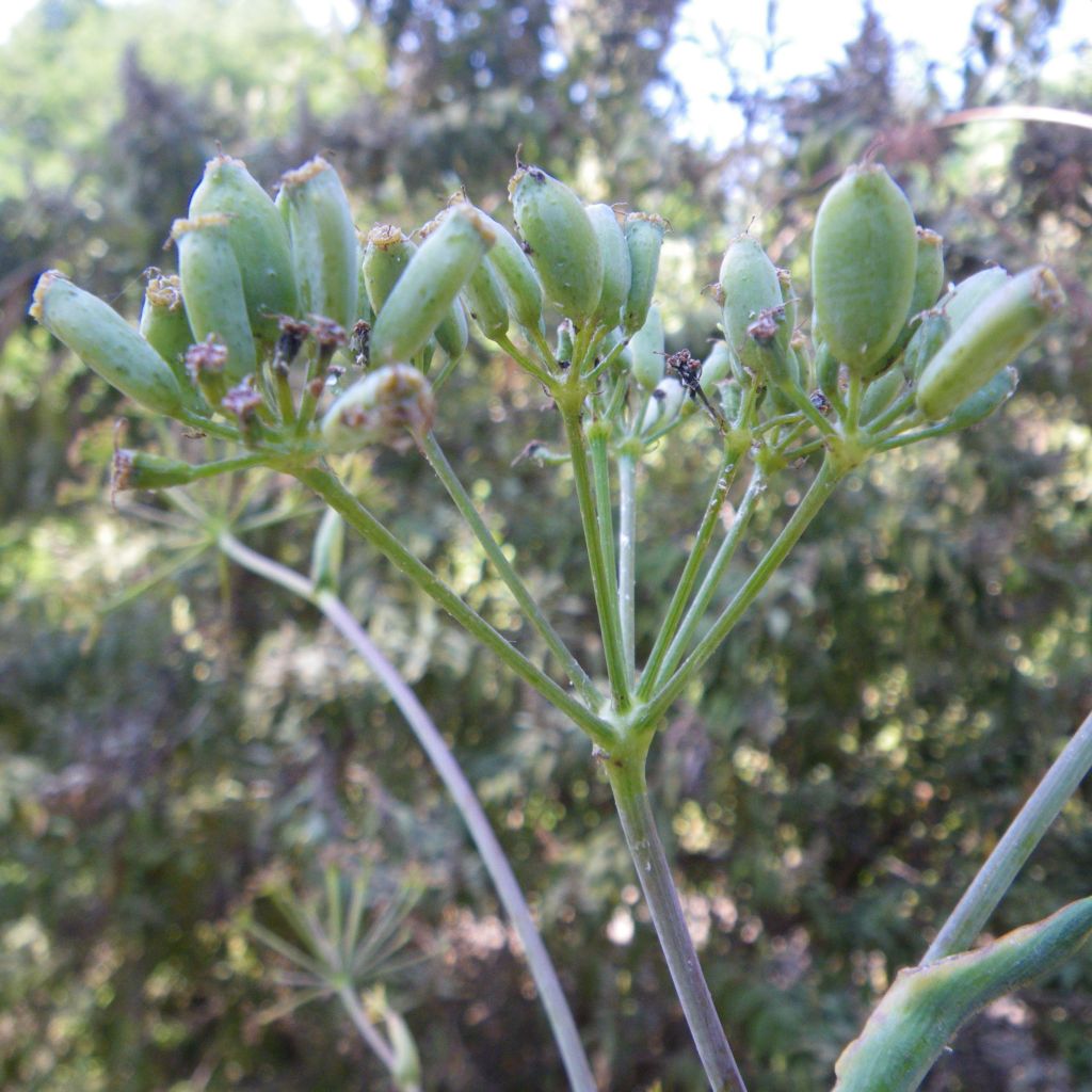 Ferula communis - Finocchiaccio