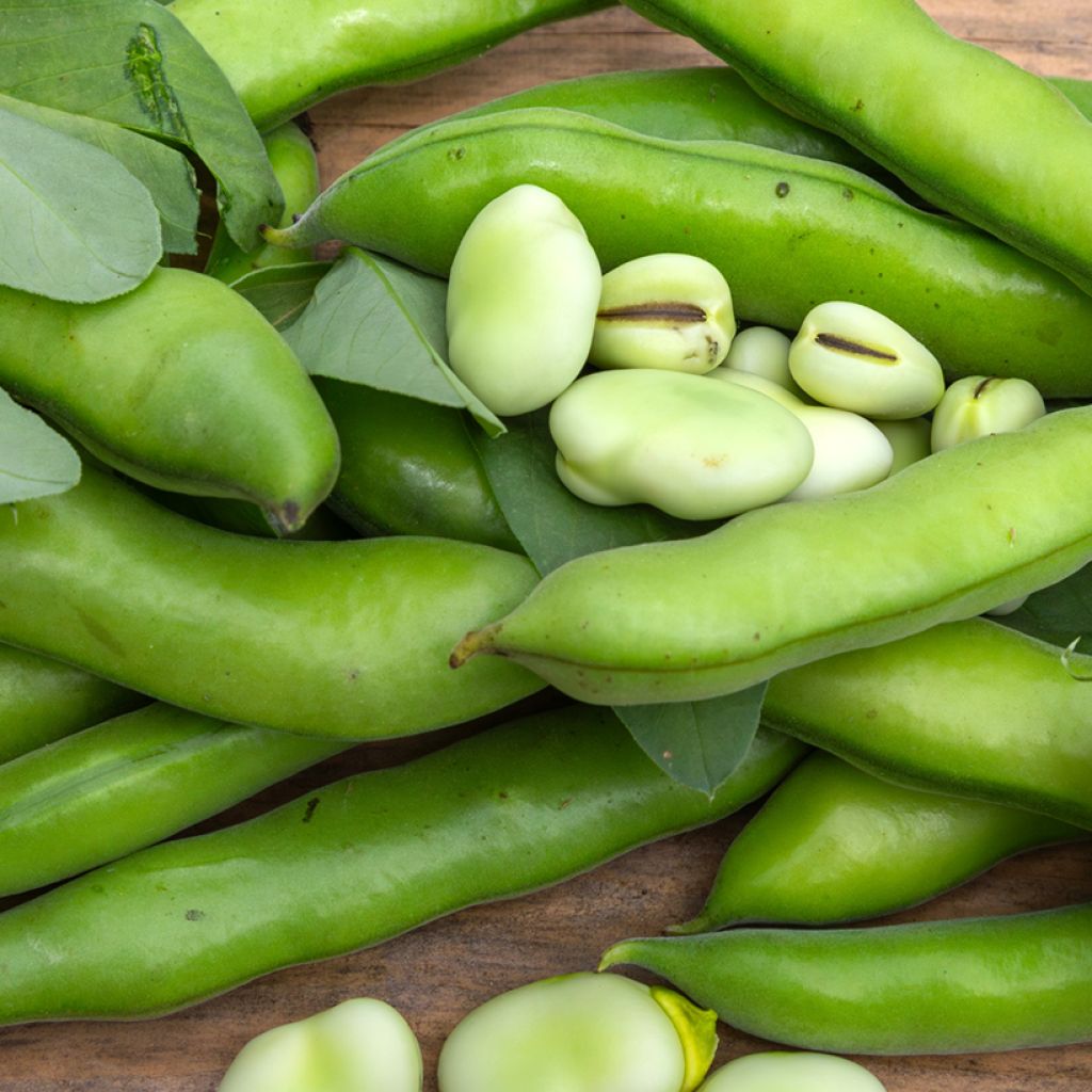 Fava Aguadulce a baccello molto longo BIO