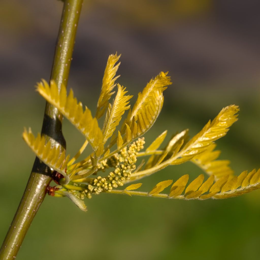 Gleditsia triacanthos f.inermis Sunburst