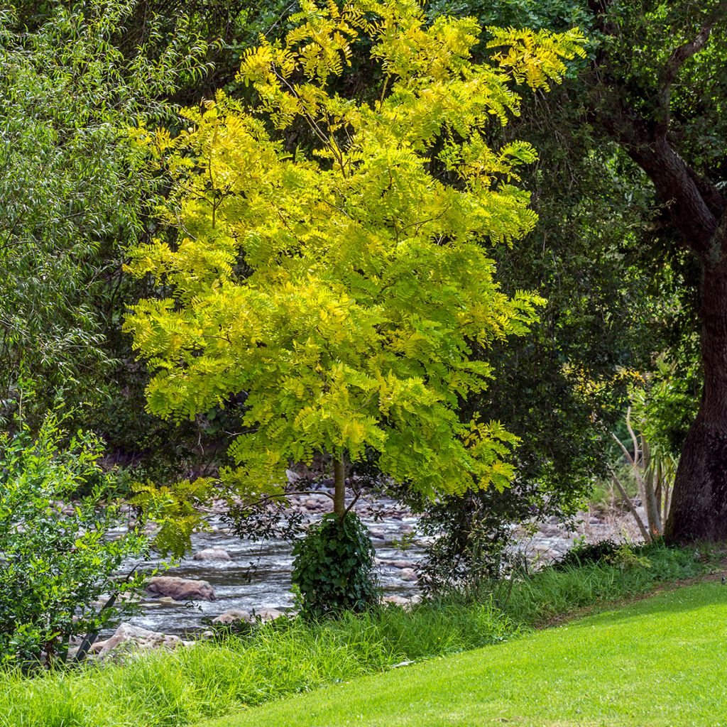 Gleditsia triacanthos f.inermis Sunburst
