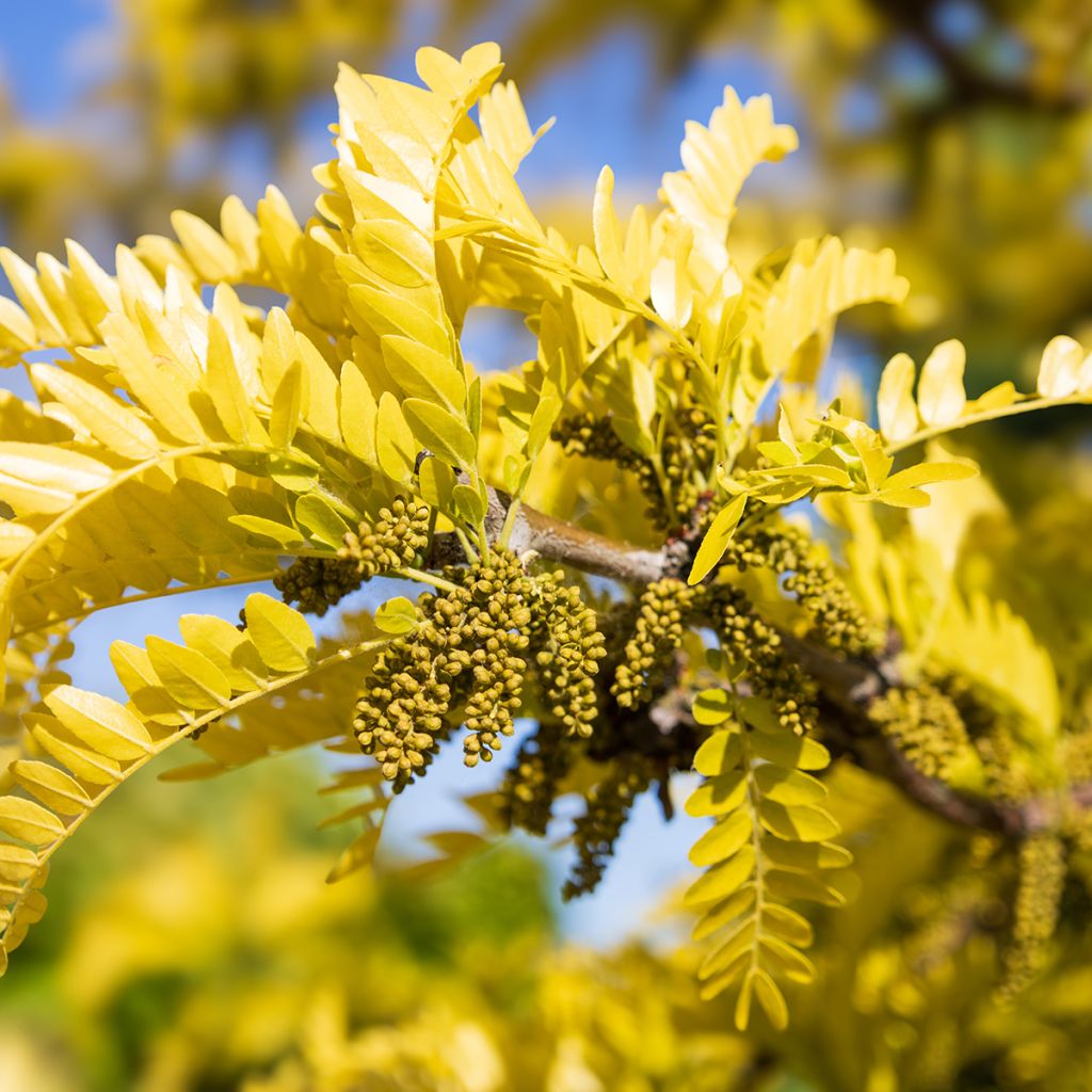 Gleditsia triacanthos f.inermis Sunburst