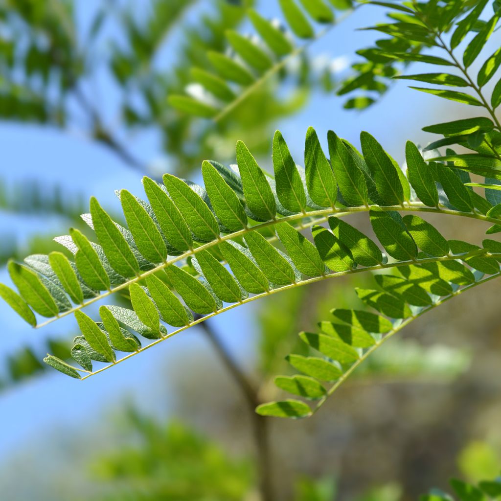 Gleditsia triacanthos f.inermis Sunburst
