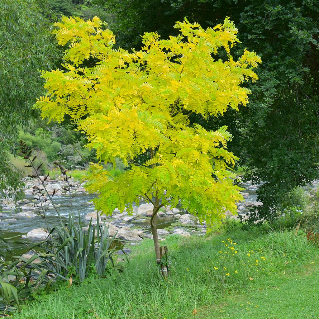Gleditsia triacanthos f.inermis Sunburst