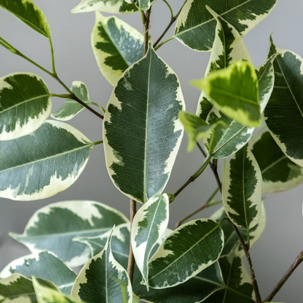 Ficus Golden King - Ficus benjamina