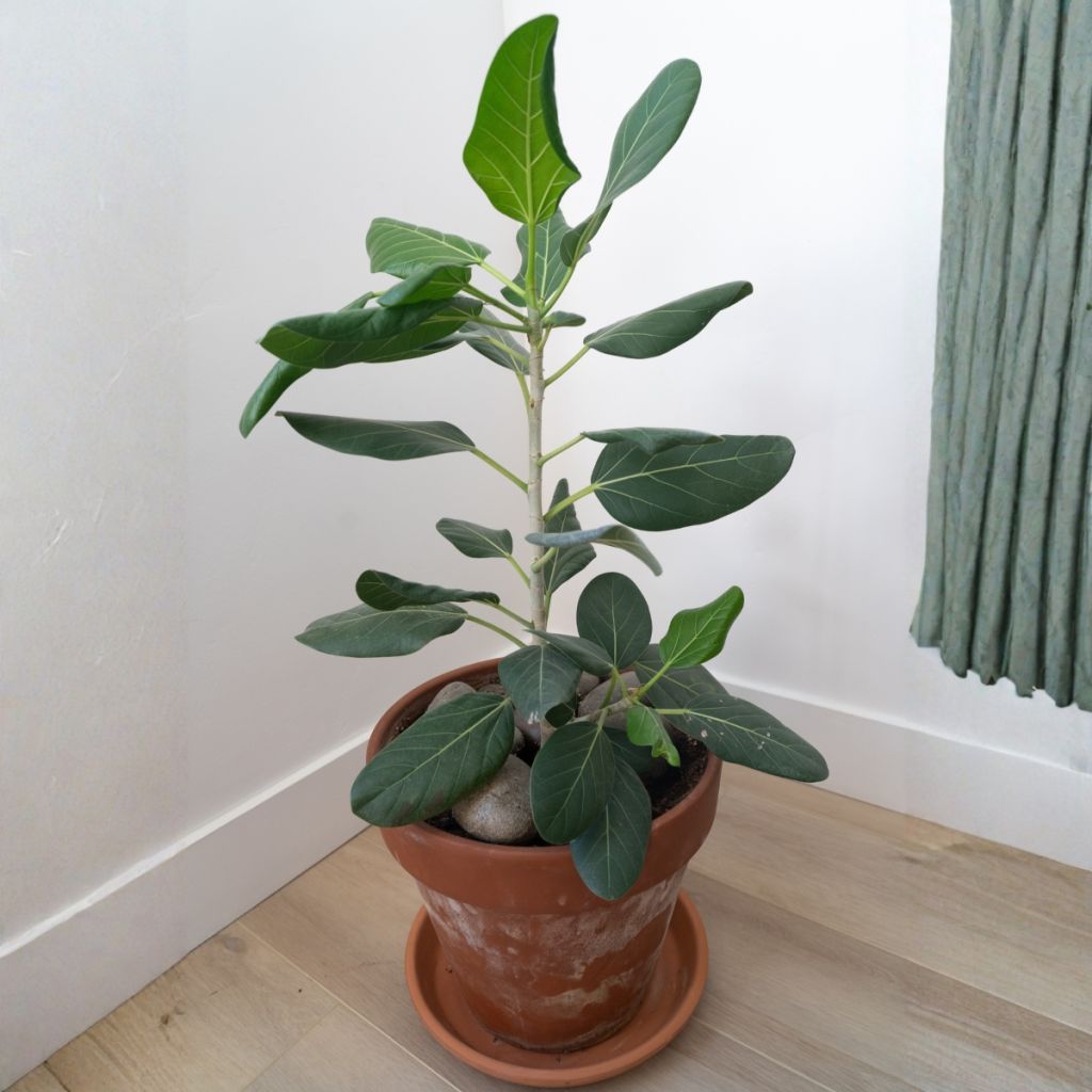 Ficus benghalensis Audrey - Baniano