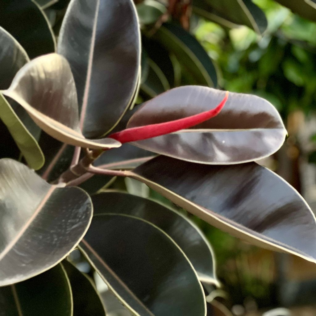 Ficus elastica Burgundy - Fico del caucciù