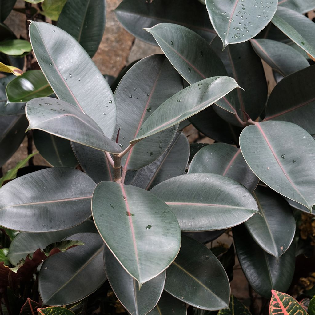 Ficus elastica Burgundy - Fico del caucciù