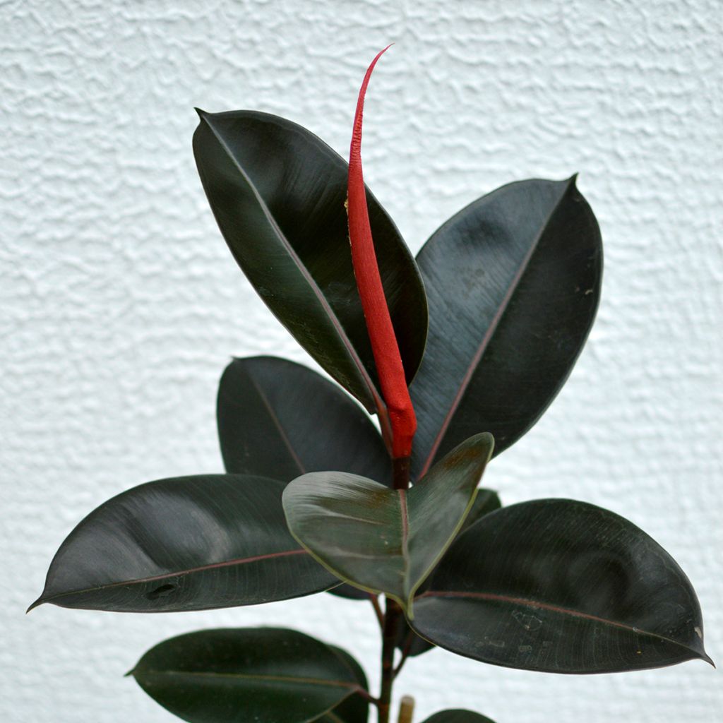 Ficus elastica Burgundy - Fico del caucciù