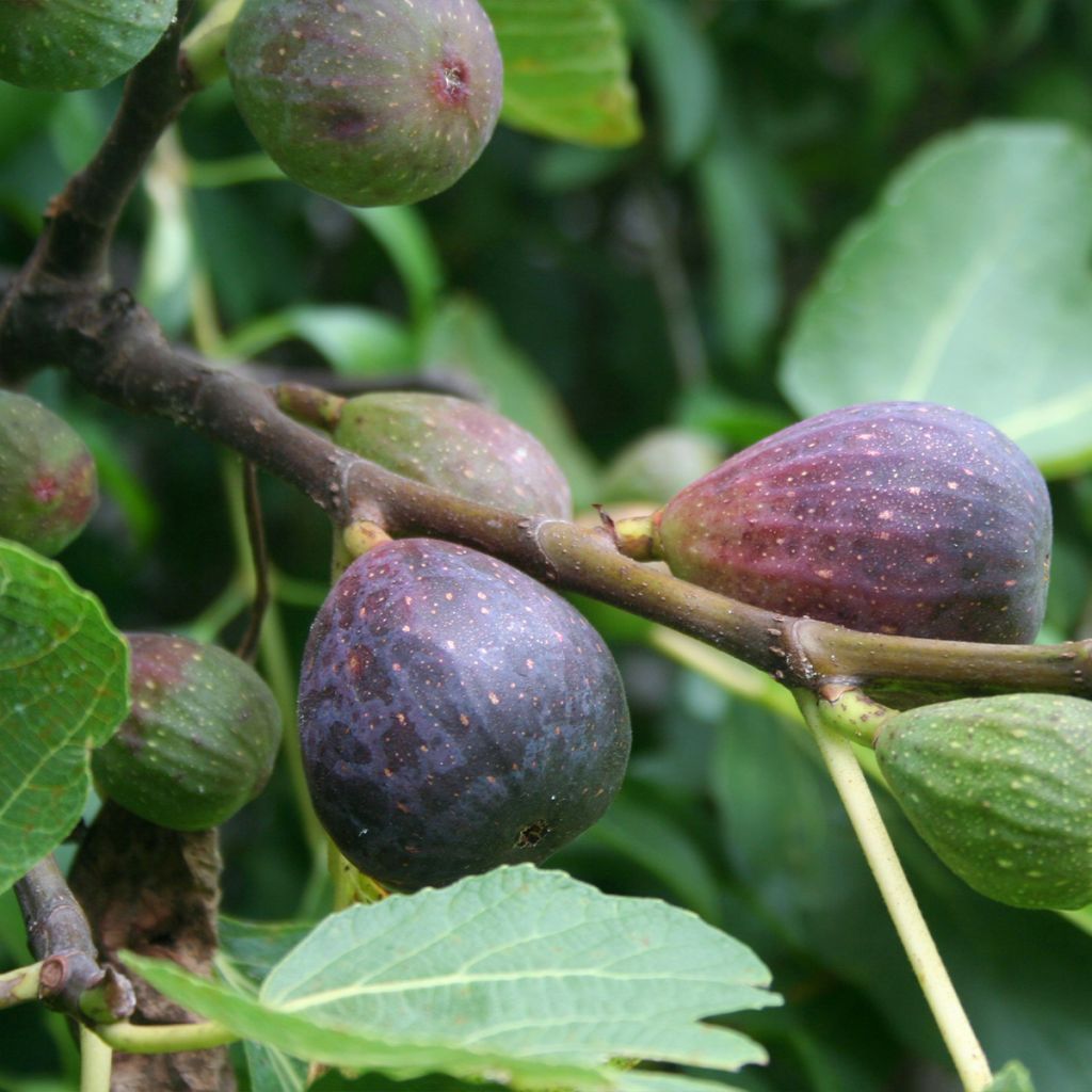 Fico Violette de Sollies