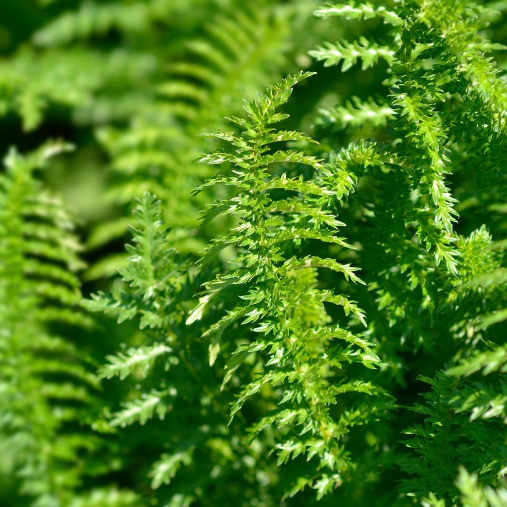 Filipendula vulgaris - Olmaria peperina