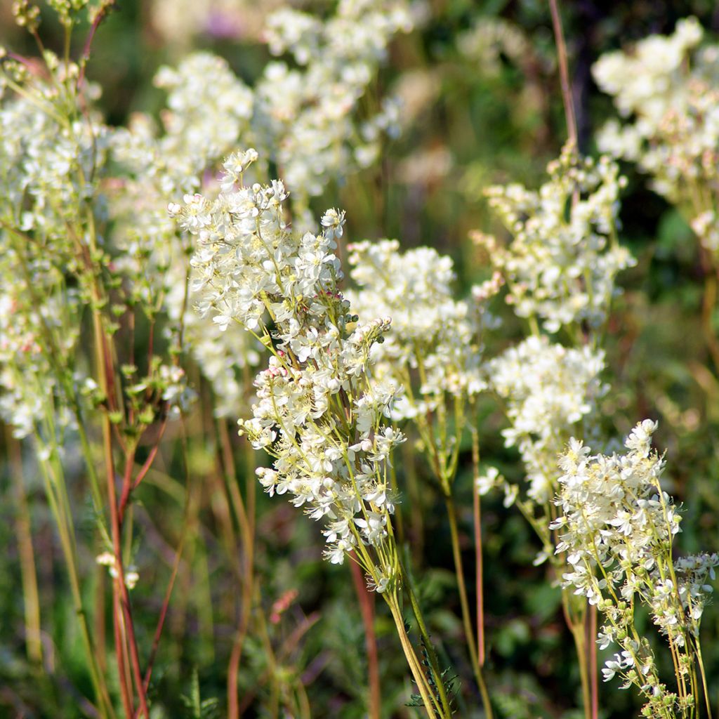 Filipendula vulgaris - Olmaria peperina