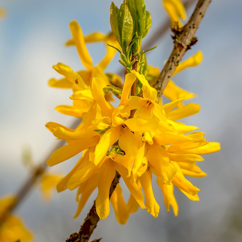 Forsizia Marée d'Or