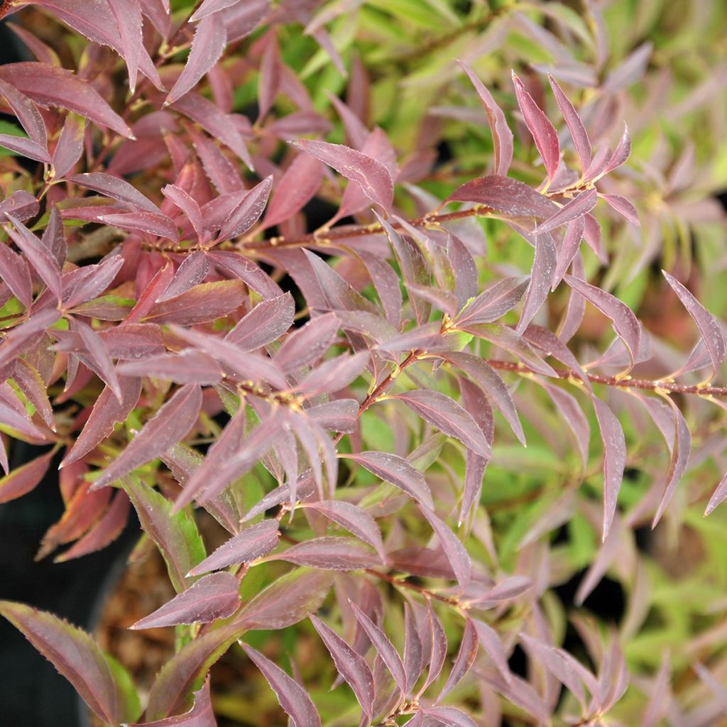 Forsizia Mêlée d'Or