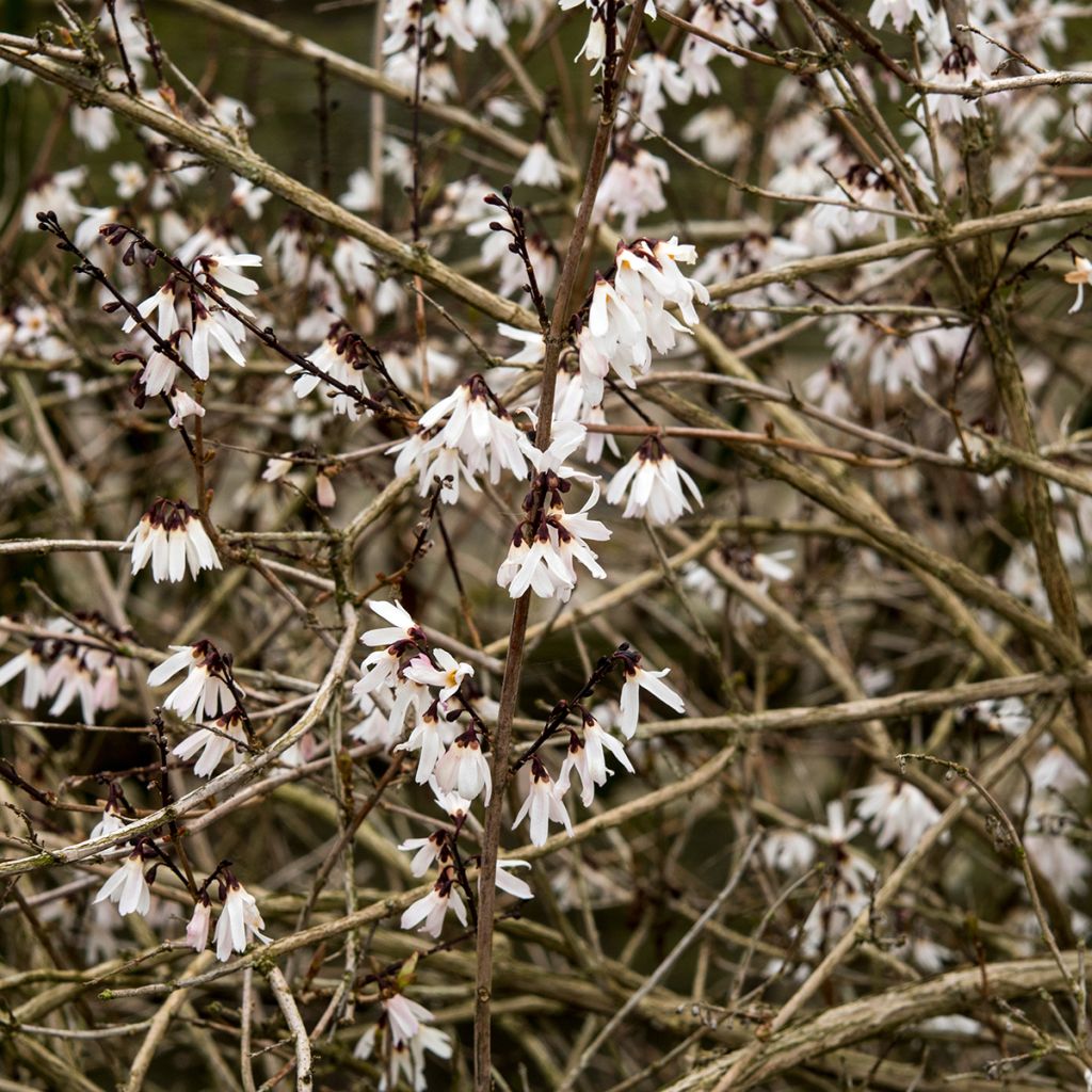 Abeliophyllum distichum - Forsizia bianca