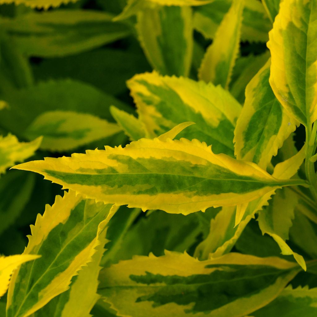 Forsizia Golden Times