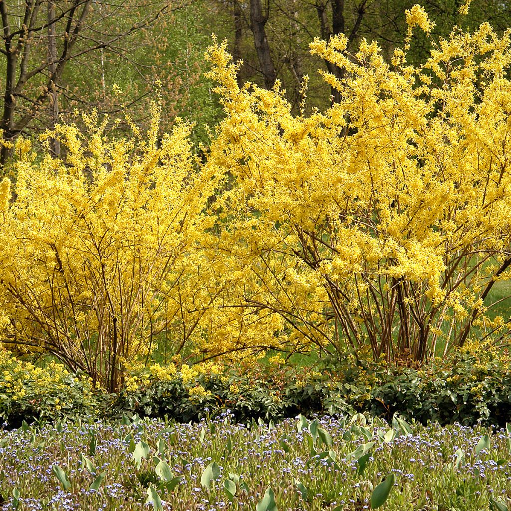 Forsythia intermedia - Forsizia